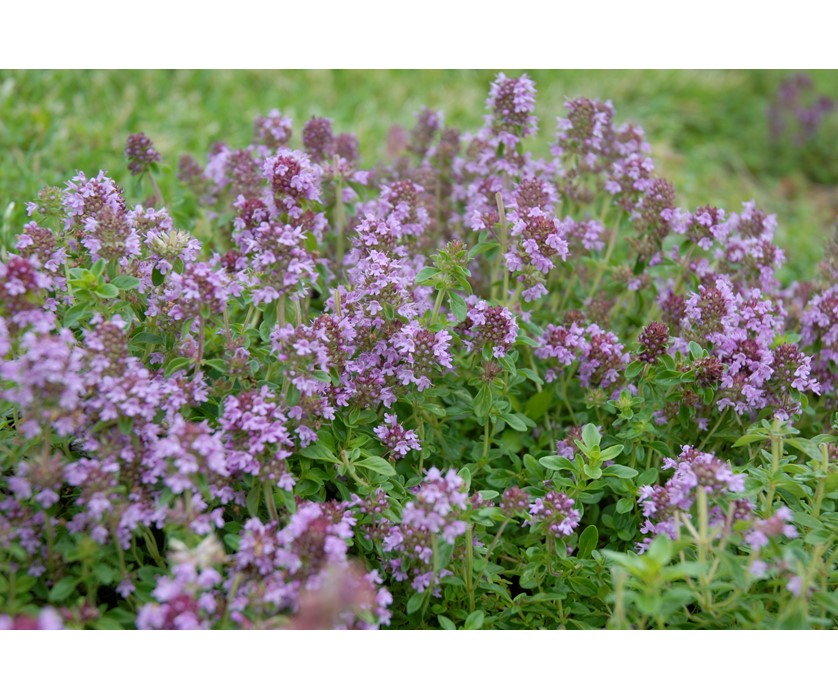 Reiter Creeping Thyme